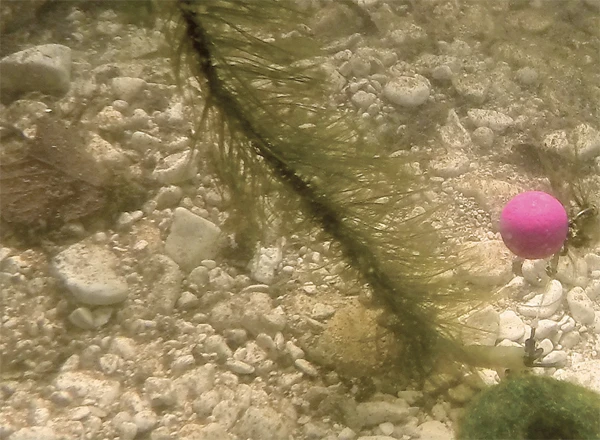 Carp Spirit Camo Weed Lead Core 1 Carp Spirit Camo Weed Lead Core