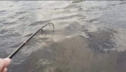 Patriot Pike Specialist Spinhengel 2.44m (15-75g)