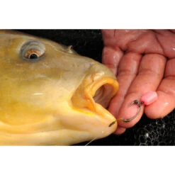 Korda Pop Up Maize Fruity Squid Pink